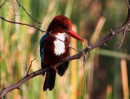 Nagarhole Wildlife Sanctuary, Wildlife in Nagarhole Wildlife Sanctuary,